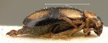 Media type: image; Entomology 18396   Aspect: habitus lateral view